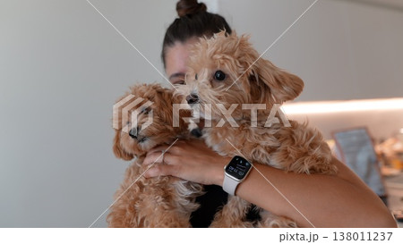 Intimate moment featuring playful apricot puppies and modern technology 138011237