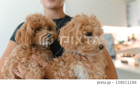 Two small apricot poodle dogs with soft fur ready for finishing 138011288