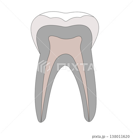 Detailed dental diagram illustrating enamel, dentin, pulp chamber, root canals Detailed dental diagram illustrating enamel, dentin, pulp chamber, root canals 138011620