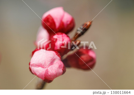 春の訪れを告げる桃の花 春の訪れを告げる桃の花 138011664
