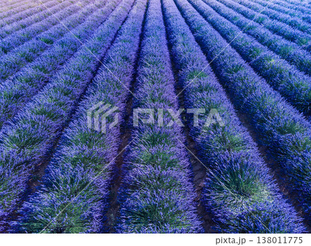 Lavender field in Provence France Lavender field in Provence France 138011775