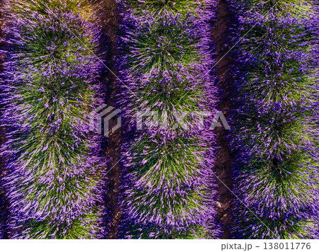 Lavender field in Provence France. Aerial view Lavender field in Provence France. Aerial view 138011776