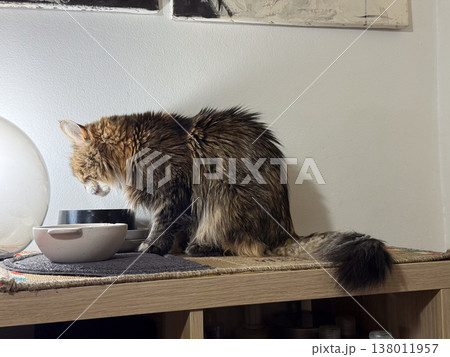 Long haired cat eating food from bowl on feeding station indoors. Pet care routine, domestic life, nutrition moment, home environment, everyday habit Long haired cat eating food from bowl on feeding station indoors. Pet care routine, domestic life, nutrition moment, home environment, everyday habit 138011957