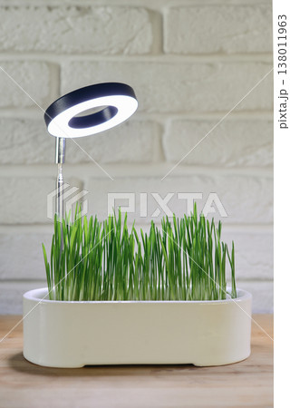 Barley sprout in a ceramic flower pot under a phytolamp Barley sprout in a ceramic flower pot under a phytolamp 138011963