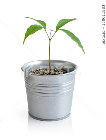 Young sprout of a lychee tree in a metal flower pot Young sprout of a lychee tree in a metal flower pot 138011983