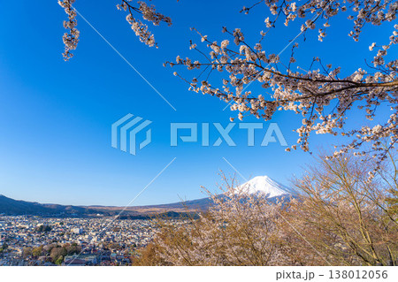 【春素材】新倉山浅間公園から見る富士山と桜【山梨県】 【春素材】新倉山浅間公園から見る富士山と桜【山梨県】 138012056