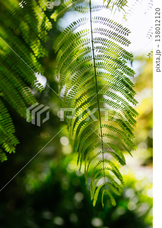Tropical coastal plant in Mauritius nature. Tropical coastal plant in Mauritius nature. 138012120