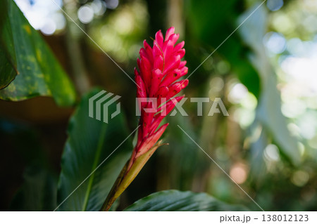 Tropical red flower in Mauritius jungle with lush green foliage background. Tropical red flower in Mauritius jungle with lush green foliage background. 138012123