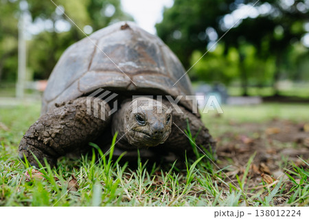 Giant tortoise walking on grass in Mauritius tropical nature. 138012224