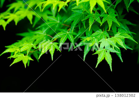 【新緑素材】初夏のもみじの新緑・黒バック【長野県】 【新緑素材】初夏のもみじの新緑・黒バック【長野県】 138012302