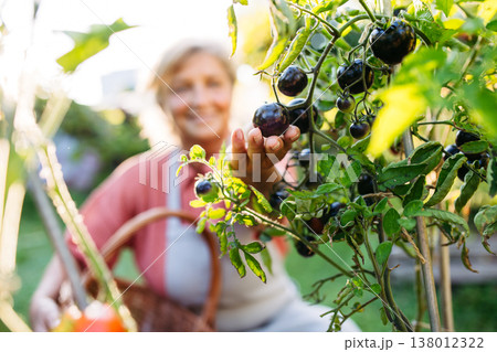 Smiling elderly gardener harvesting black tomato in garden. 138012322