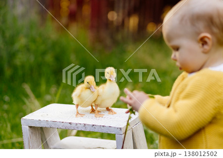 Cute toddler playing with ducklings on the farm. 138012502