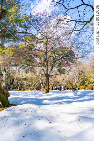 雪の兼六園に咲く梅の木と冬から春への季節の風景 138012686