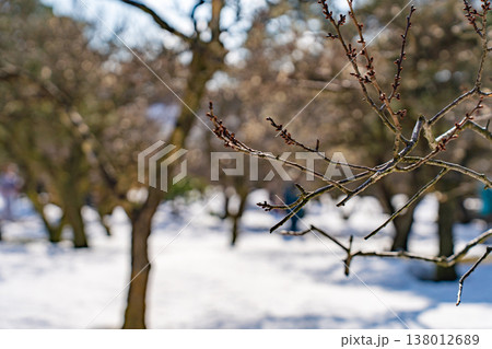 雪の兼六園に咲く梅の木と冬から春への季節の風景 雪の兼六園に咲く梅の木と冬から春への季節の風景 138012689