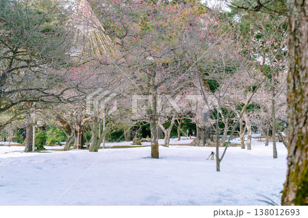 雪の兼六園に咲く梅の木と冬から春への季節の風景 雪の兼六園に咲く梅の木と冬から春への季節の風景 138012693