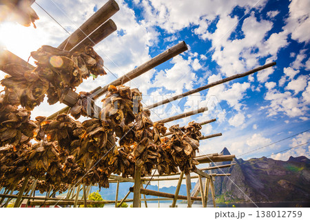 Cod stockfish drying on racks, Lofoten islands Norway 138012759