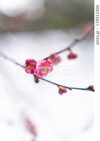 雪の兼六園で咲く梅の花のクローズアップ 雪の兼六園で咲く梅の花のクローズアップ 138012806