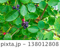 Green twig of irga with ripe blue berries close-up, Amelanchier rotundifolia. 138012808