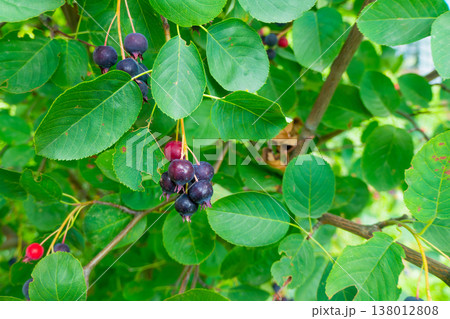 Green twig of irga with ripe blue berries close-up, Amelanchier rotundifolia. Green twig of irga with ripe blue berries close-up, Amelanchier rotundifolia. 138012808