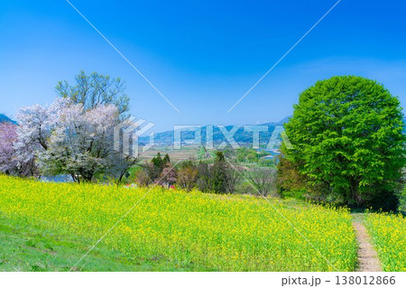 【春素材】飯山市菜の花公園の春【長野県】 【春素材】飯山市菜の花公園の春【長野県】 138012866
