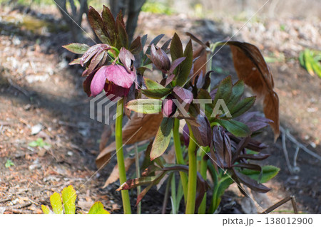 クリスマスローズ クリスマスローズ 138012900