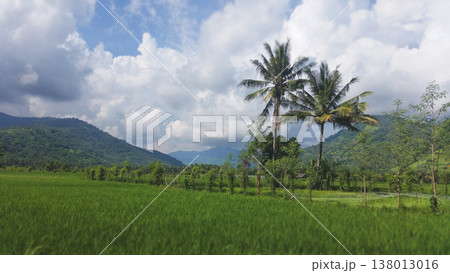 Lush green rice field with towering palm trees against a mountainous backdrop in Bali Lush green rice field with towering palm trees against a mountainous backdrop in Bali 138013016