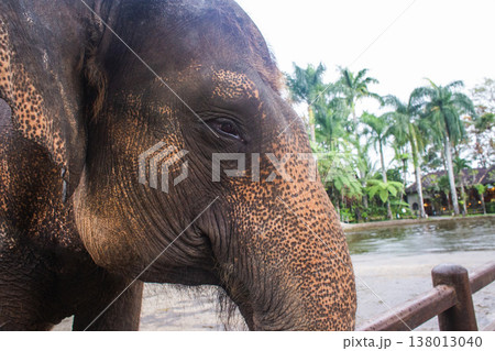 close-up of the head of a beautiful adult elephant close-up of the head of a beautiful adult elephant 138013040