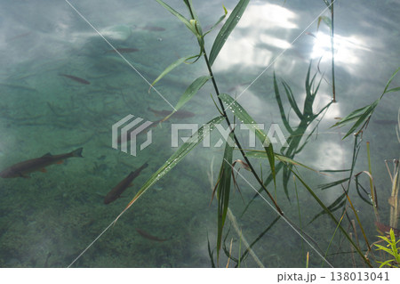 Fish swimming in crystal clear turquoise water with green reeds Fish swimming in crystal clear turquoise water with green reeds 138013041