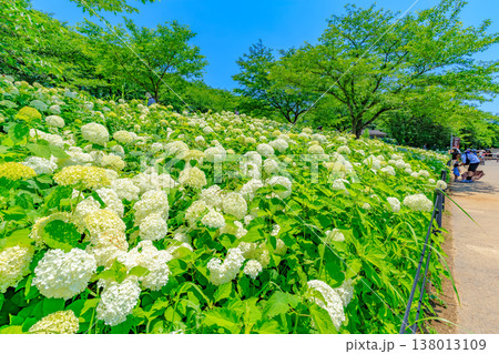 埼玉県 幸手市 権現堂桜堤 あじさいまつり 埼玉県 幸手市 権現堂桜堤 あじさいまつり 138013109