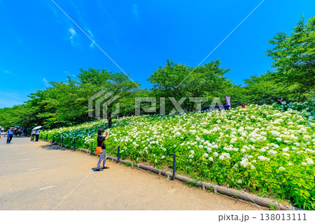 埼玉県 幸手市　権現堂桜堤　あじさいまつり 138013111