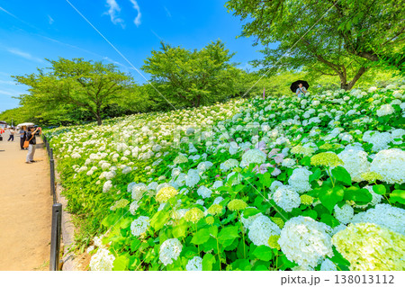 埼玉県 幸手市 権現堂桜堤 あじさいまつり 埼玉県 幸手市 権現堂桜堤 あじさいまつり 138013112