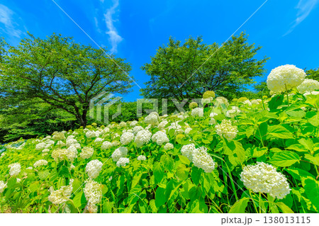 埼玉県 幸手市　権現堂桜堤　あじさいまつり 138013115