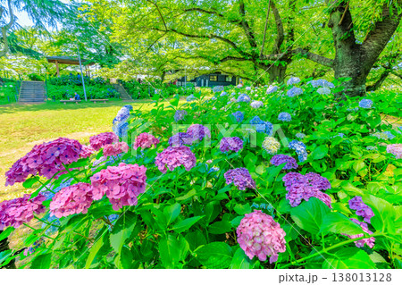埼玉県 幸手市 権現堂桜堤 あじさいまつり 埼玉県 幸手市 権現堂桜堤 あじさいまつり 138013128