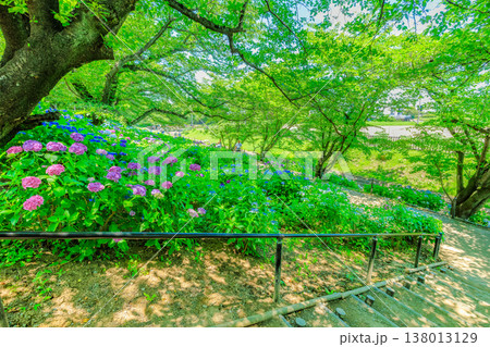 埼玉県 幸手市　権現堂桜堤　あじさいまつり 138013129