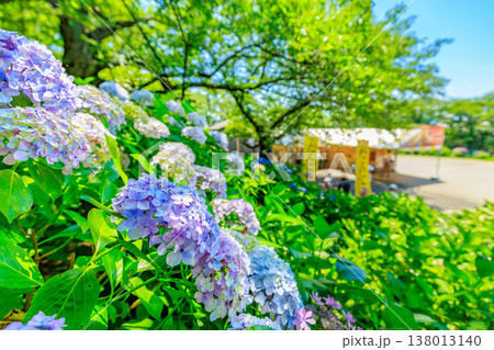 埼玉県 幸手市 権現堂桜堤 あじさいまつり 埼玉県 幸手市 権現堂桜堤 あじさいまつり 138013140