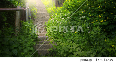 Old stairs in the forest Old stairs in the forest 138013239