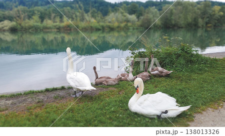 Graceful white swans and cygnets resting by a calm riverbank 138013326