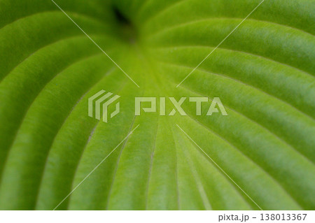 close-up of the texture of a large leaf of a Hosta plant close-up of the texture of a large leaf of a Hosta plant 138013367