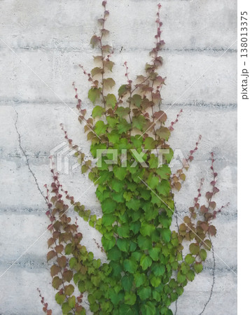 Green ivy climbing a light grey concrete wall 138013375