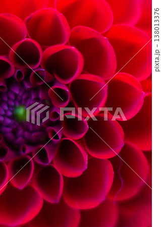close up of a beautiful Dahlias flower in the garden 138013376