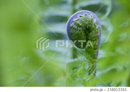 close-up green leaves of Unfurl the Fern in the forest close-up green leaves of Unfurl the Fern in the forest 138013381