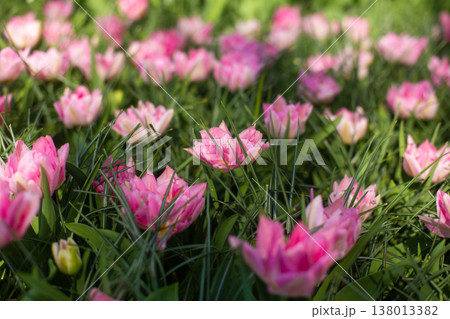 beautiful colorful tulip flowers are growing in the garden 138013382
