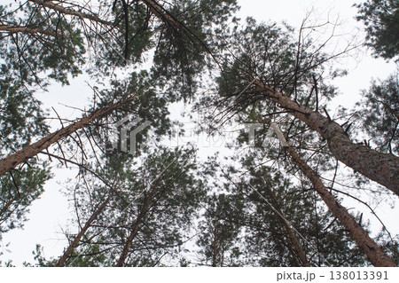 Low-angle view of tall pine tree canopies against a bright sky Low-angle view of tall pine tree canopies against a bright sky 138013391
