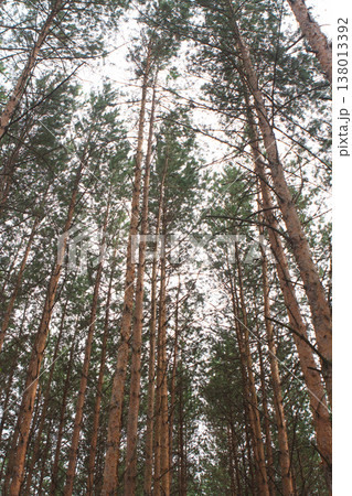 Low-angle view of tall pine tree canopies against a bright sky Low-angle view of tall pine tree canopies against a bright sky 138013392