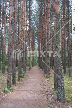 Symmetric path through a tall pine forest in Ukraine Symmetric path through a tall pine forest in Ukraine 138013393