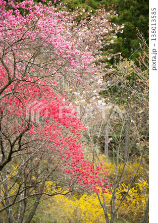 百花繚乱_里山に咲く桜や花桃_001 百花繚乱_里山に咲く桜や花桃_001 138013585