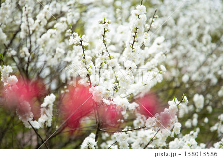 百花繚乱_里山に咲く桜や花桃_002 百花繚乱_里山に咲く桜や花桃_002 138013586