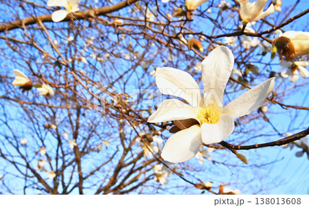 樹木・コブシ　モクレン科 138013608