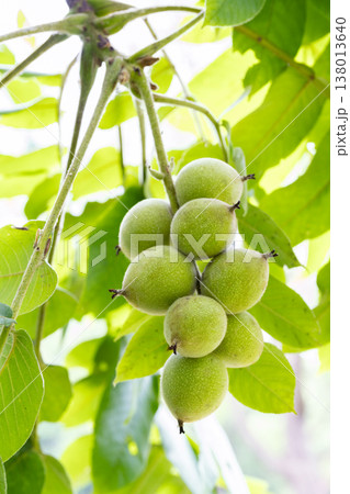 オニグルミ　札幌市 138013640