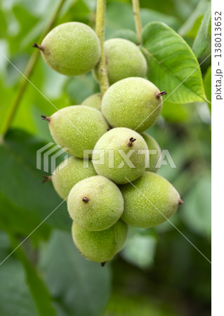 オニグルミ　札幌市 138013652